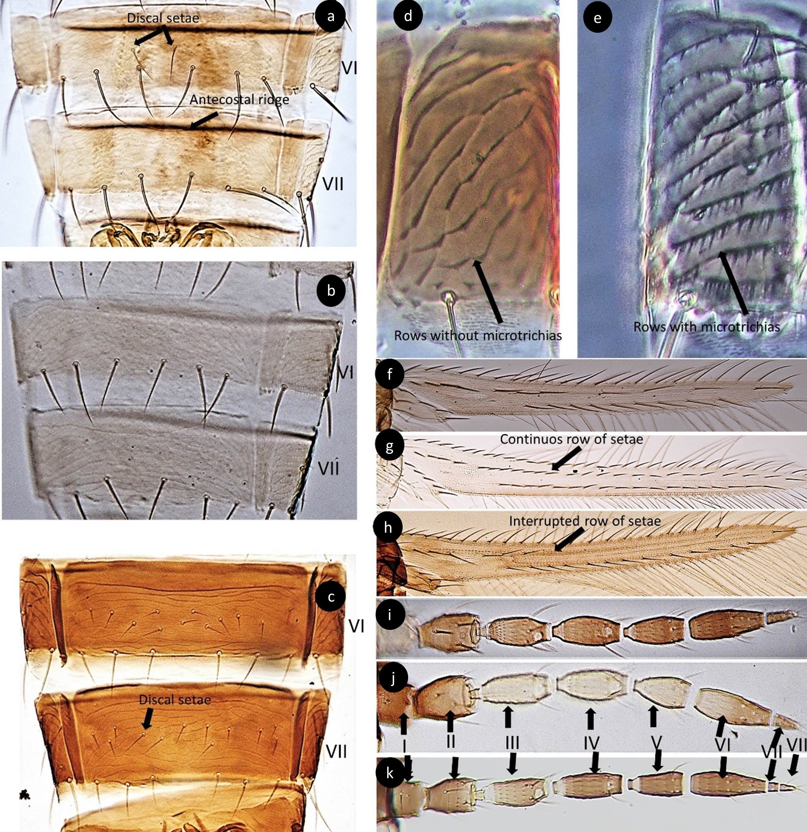 Species of the genus Thrips