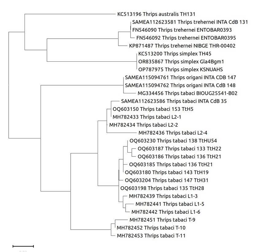 Maximum Likelihood phylogenetic tree (1000 bootstrap) obtained from COI gene partial sequences.
