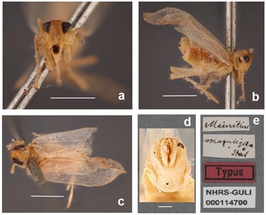 Delphax maculigera St�l, 1859, type, male (NHRS-GULI000114700). 