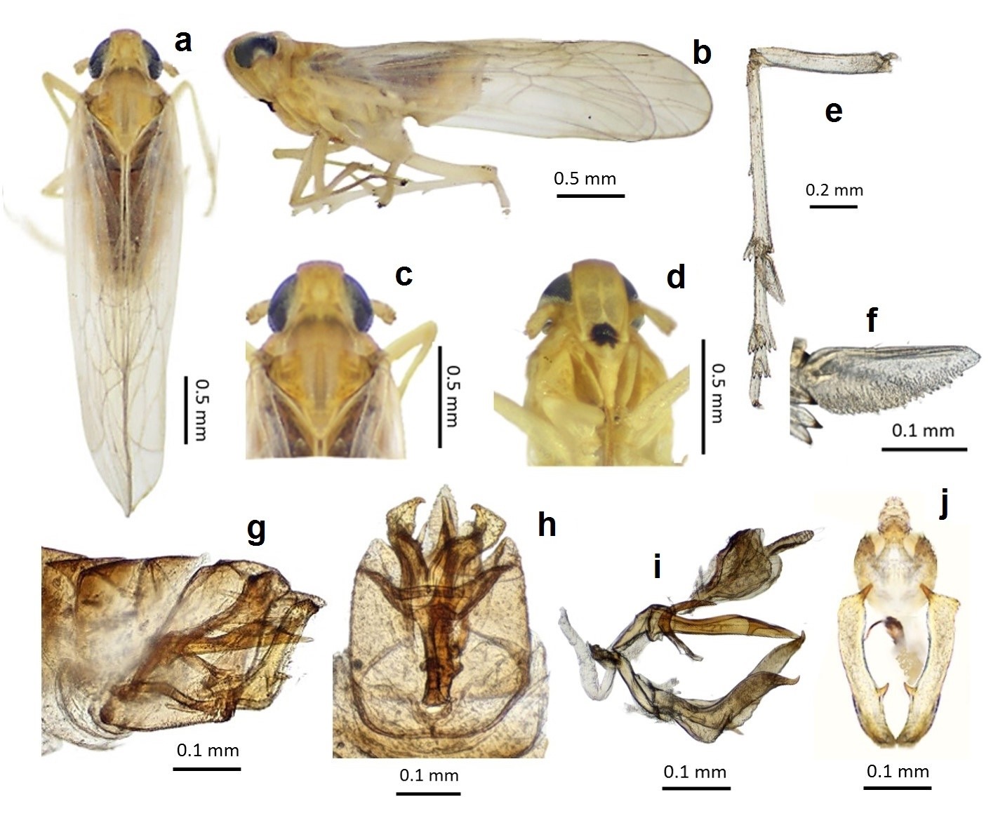  L. maculigera from Argentina, male habitus. 