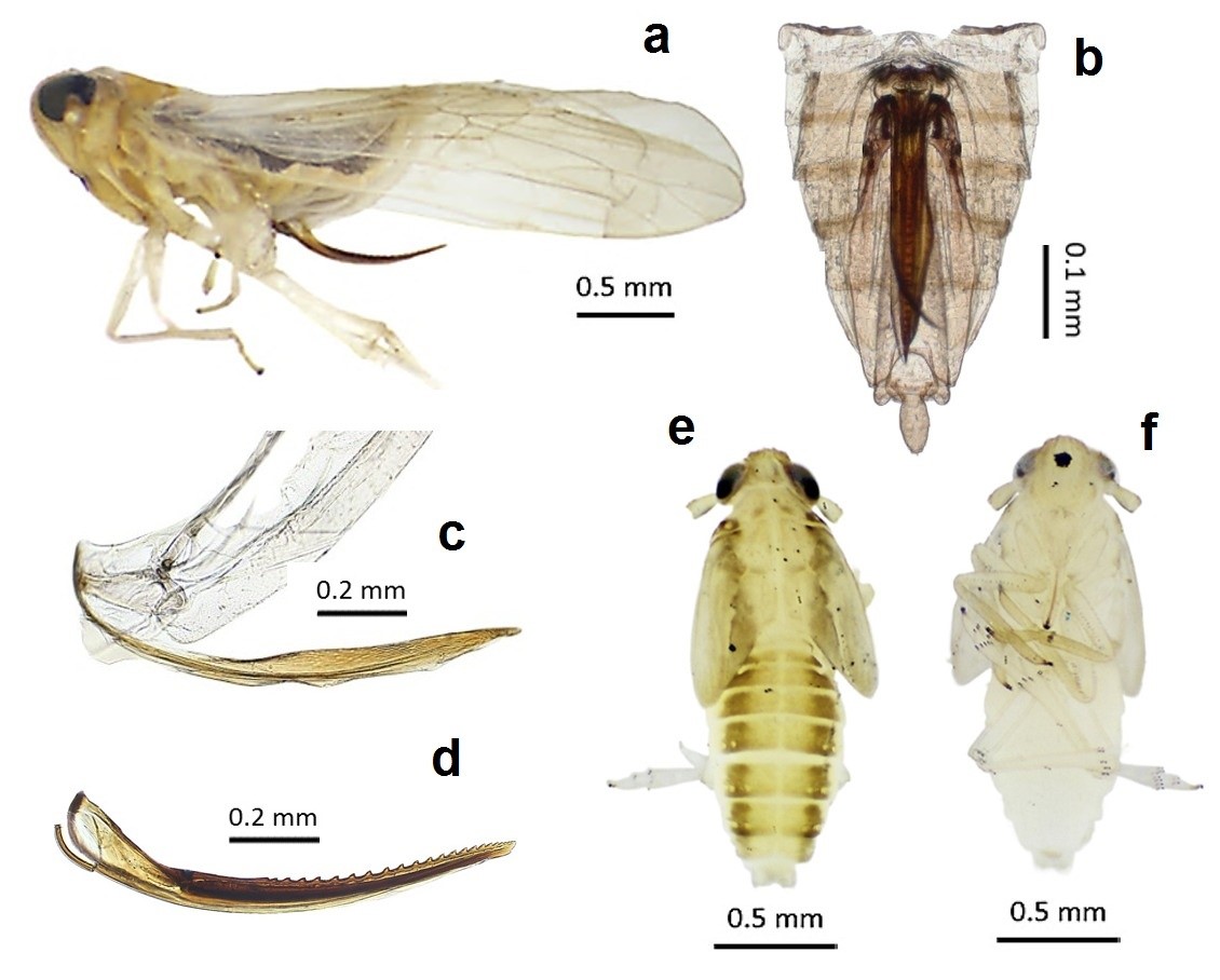 L. maculigera from Argentina, female and fifth-instar nymph habitus. 