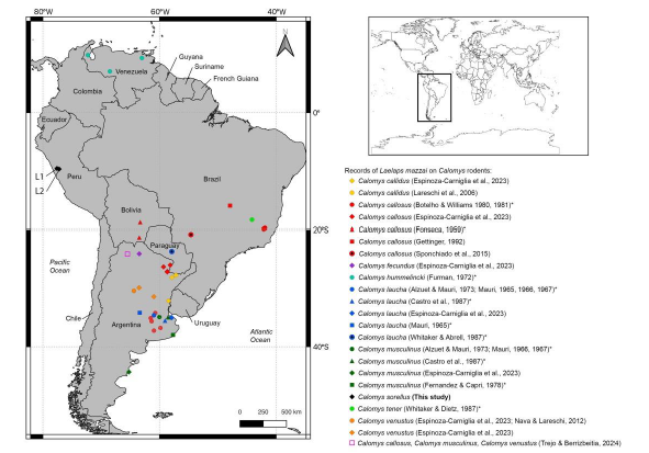 Localities of Calomys sorellus in Peru. 