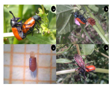 Labidostomis taxicornis Fabricius