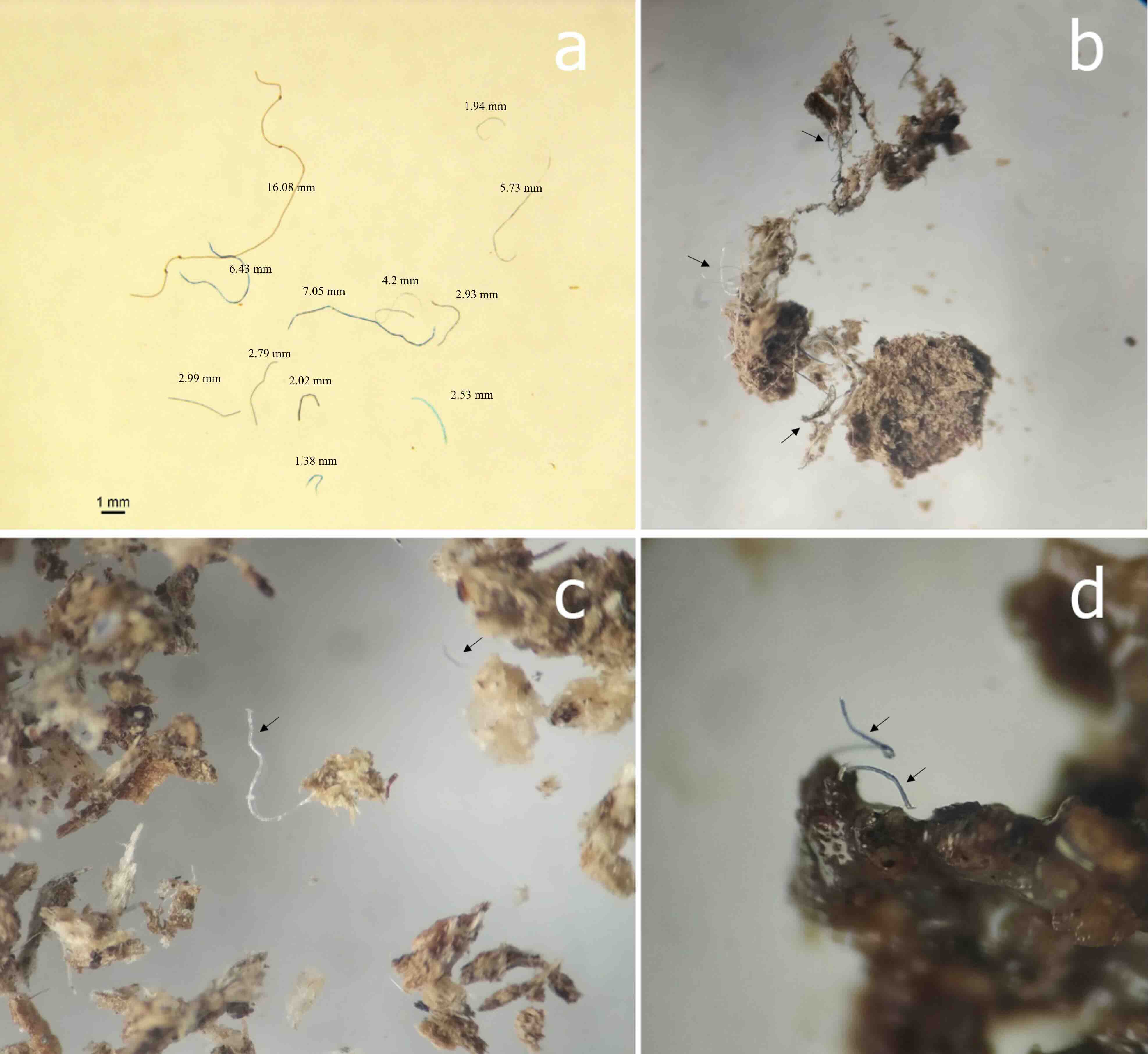 Samples of microfibers found in wasp nests.