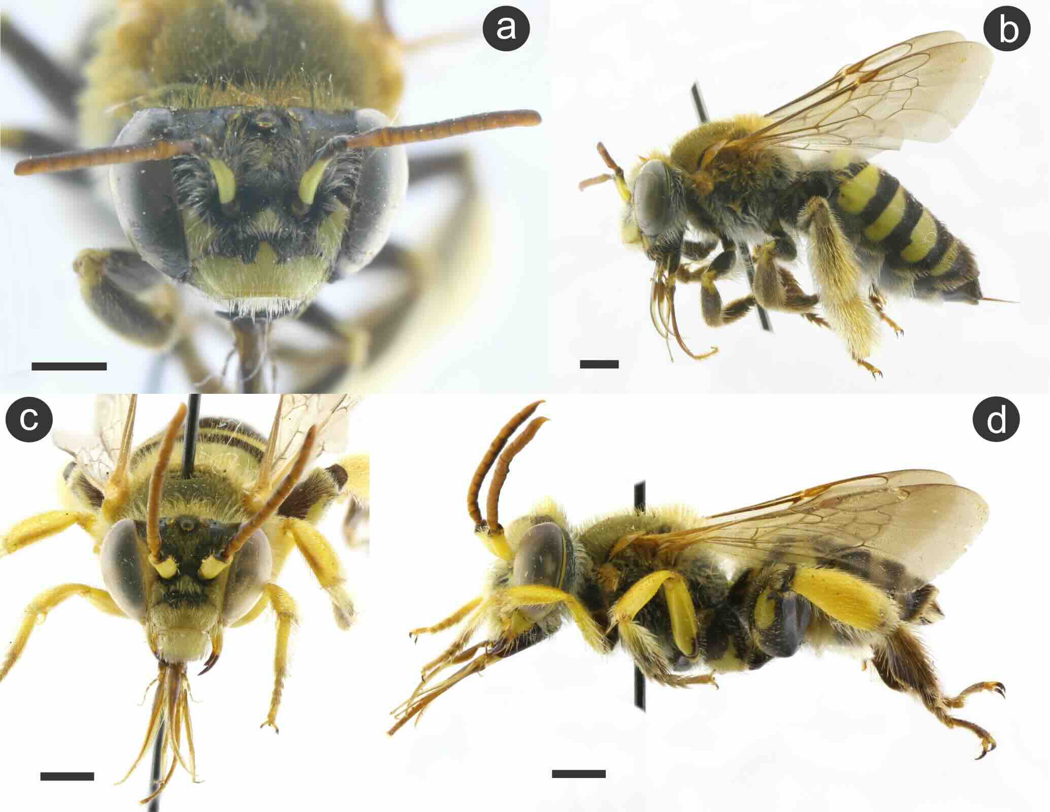 Caenonomada bruneri.