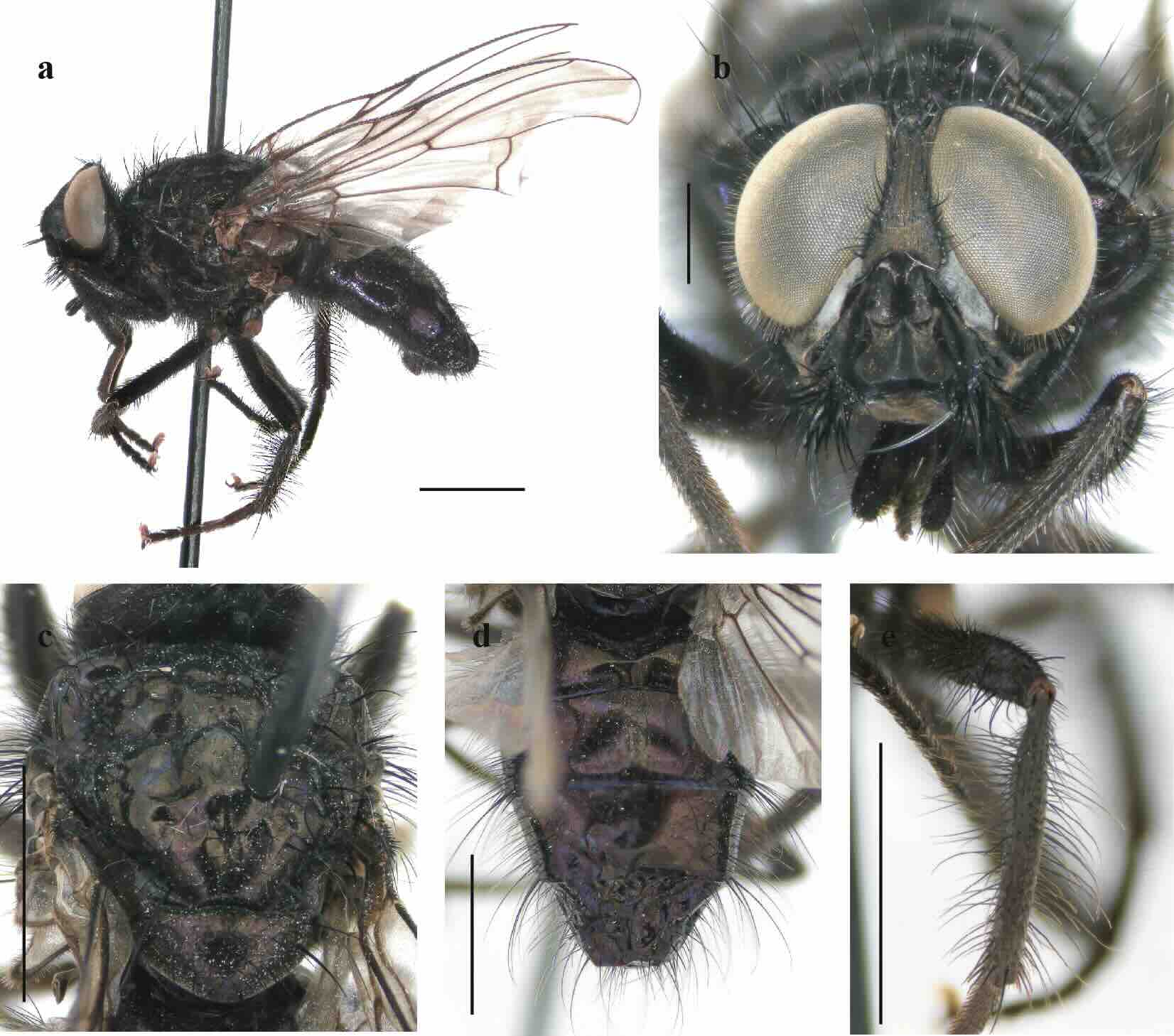 Helina viola Malloch, 1934, male.