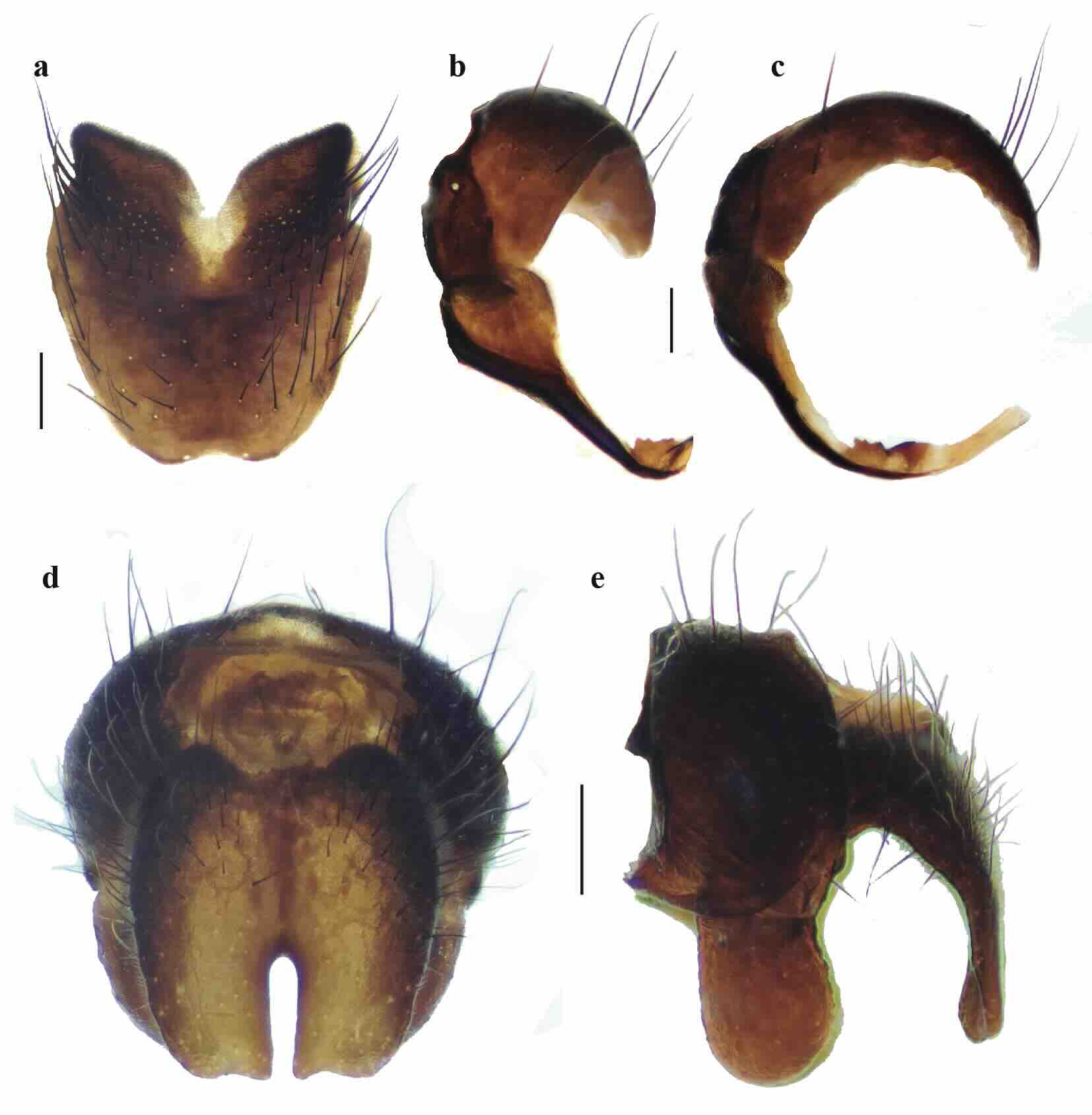 Helina viola Malloch, 1934, male. 