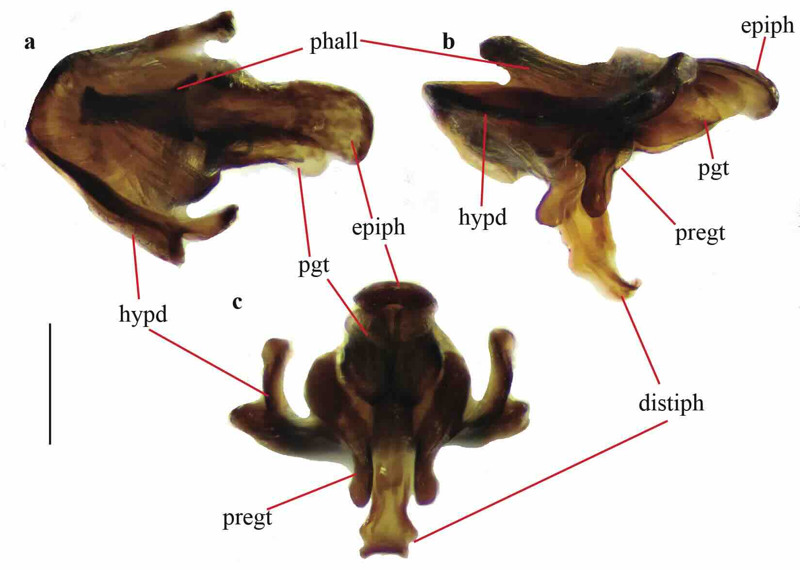 Helina viola Malloch, 1934, male.