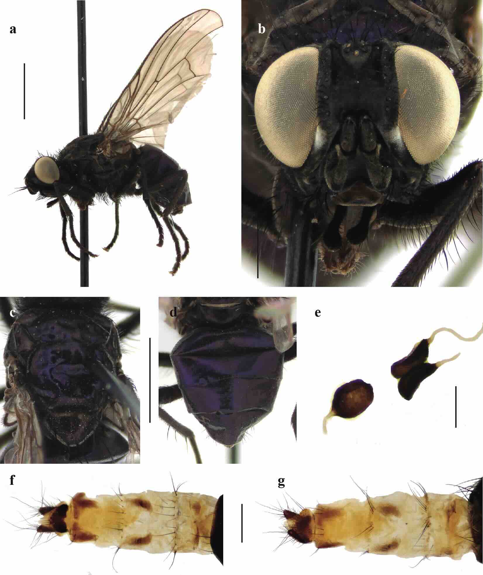 Helina viola Malloch, 1934, female. 