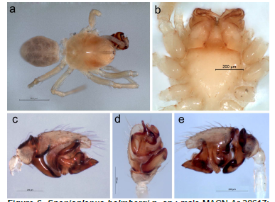Spanioplanus holmbergi n. sp.: male MACN-Ar 38617: a, habitus, dorsal, b, cephalothorax, ventral; c-e, right palp (inverted): c, prolateral, d, ventral, e, retrolateral.