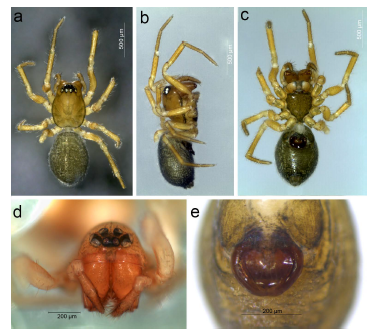 Spanioplanus olejniki n. sp.: a-c, female paratype MACN-Ar 46688, d, female MACN-Ar 36946, e, female holotype MACN-Ar 36927. a, habitus, dorsal, b, same, lateral, c, same, ventral, d, carapace, anterior, e, epigynum, ventral.