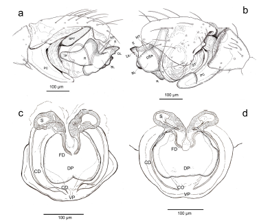 Spanioplanus genus. Genitalia: a-b Spanioplanus holmbergi n. sp., male MACN-Ar 38617. a, left palp, prolateral, b, same, retrolateral (slightly inclined to dorsal); c, Spanioplanus holmbergi n. sp., female paratype, epigynum, cleared, dorsal; d, Spanioplanus olejniki n. sp., female paratype MACN-Ar 46689, epigynum, cleared, dorsal.