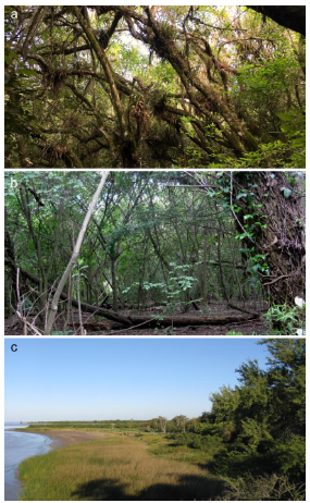 Spanioplanus genus. Habitats. a, Spanioplanus juru n. sp., riparian native forest (Cerro Largo, Uruguay); b, Spanioplanus holmbergi n. sp., riparian native forest (Reserva Ecol�gica Costanera Sur, Buenos Aires, Argentina); c, Spanioplanus olejniki n. sp., coast of Paran� River at Parque Hist�rico Natural Vuelta de Obligado (Buenos Aires, Argentina).