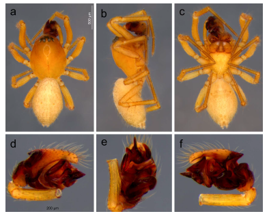 Spanioplanus juru n. sp.: male holotype FCE-Ar 12467. a, habitus, dorsal, b, same, lateral, c, same, ventral; d-e, left palp: d, prolateral, e, ventral, f, retrolateral. Scale bar a applies to b and c, d applies to e and f.