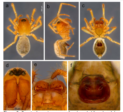 Spanioplanus juru n. sp.: female. a, habitus, dorsal, b, same, lateral, c, same, ventral, d, carapace, anterior, e, mouthparts, ventral, f, epigynum, ventral. Scale bar a applies to b and c.