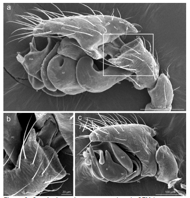 Spanioplanus juru n. sp.: male palp SEM images. a, retrolateral. b, tibia detail showing possible stridulatory organ (enclosed box of Fig. 3a), c, prolateral.
