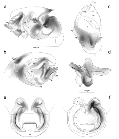 Spanioplanus juru n. sp.: a-d, male palp. e, f, epigynum. a, retrolateral, b, prolateral, c, dorsal, d, embolic division removed (retrolateral), e, ventral, f, dorsal. Scale bar a applies to b & c. Scale bar d applies to e & f.
