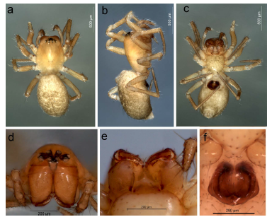 Spanioplanus holmbergi n. sp.: a-c, female holotype MACN-Ar 38127. d-f, female paratype MACN-Ar 38640. a, habitus, dorsal, b, same, lateral, c, same, ventral; d, carapace, anterior, e, mouthparts, ventral, f, epigynum, ventral.
