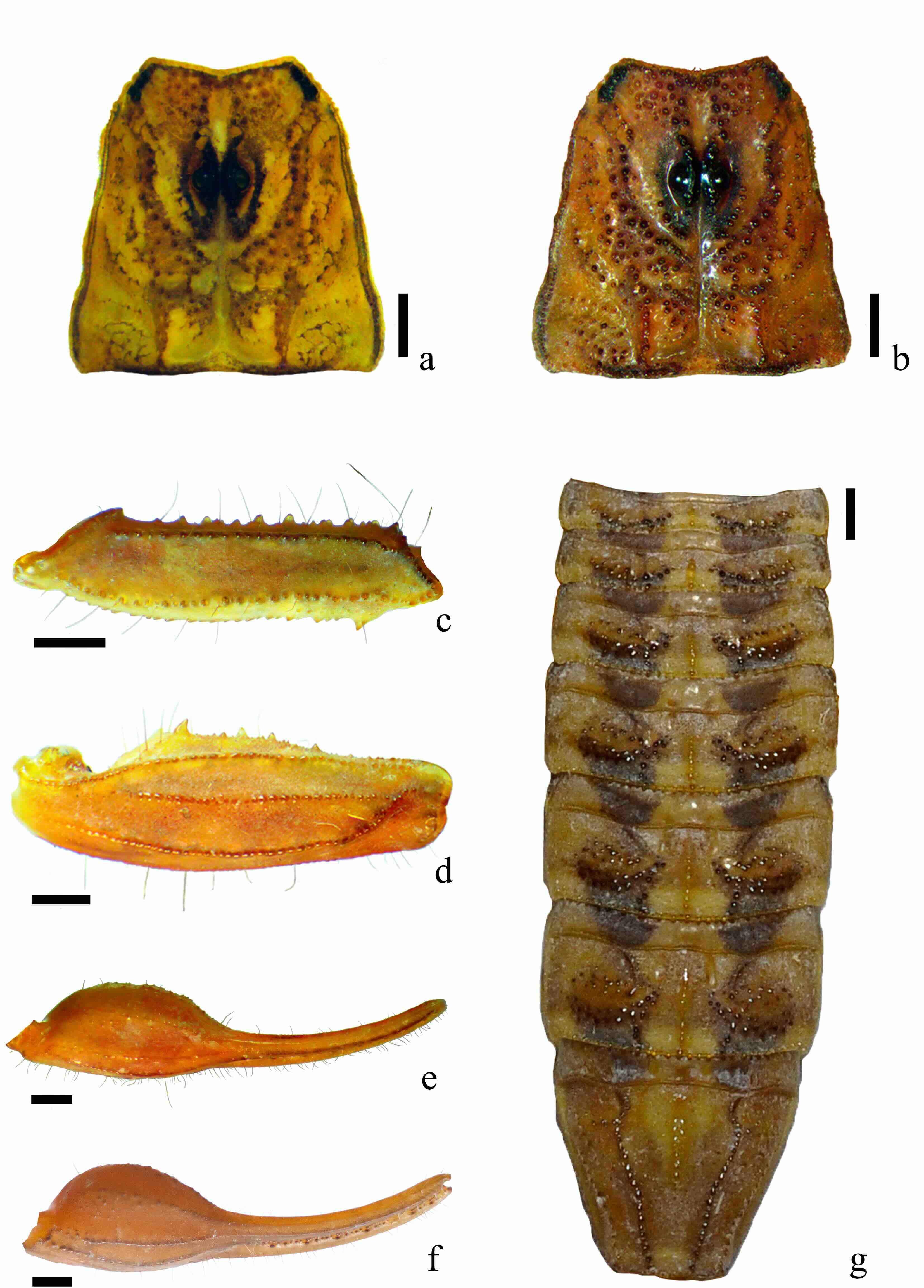 Características diagnósticas de Centruroides infamatus