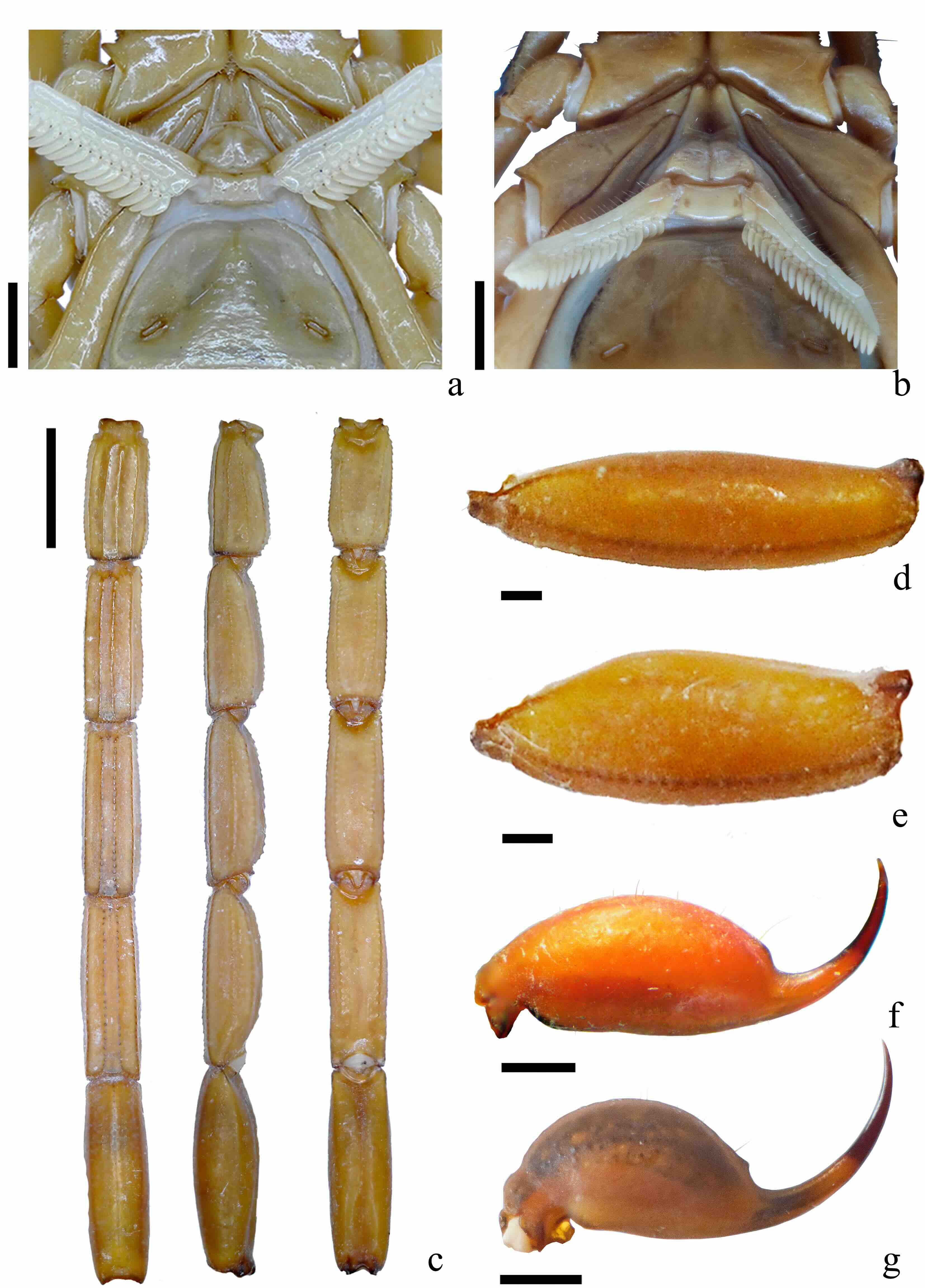 Características diagnósticas de Centruroides infamatus
