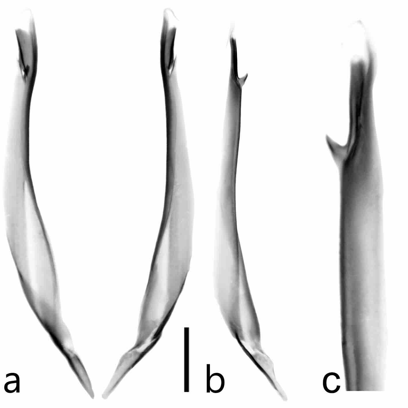 Hemiespermatóforo de Centruroides infamatus