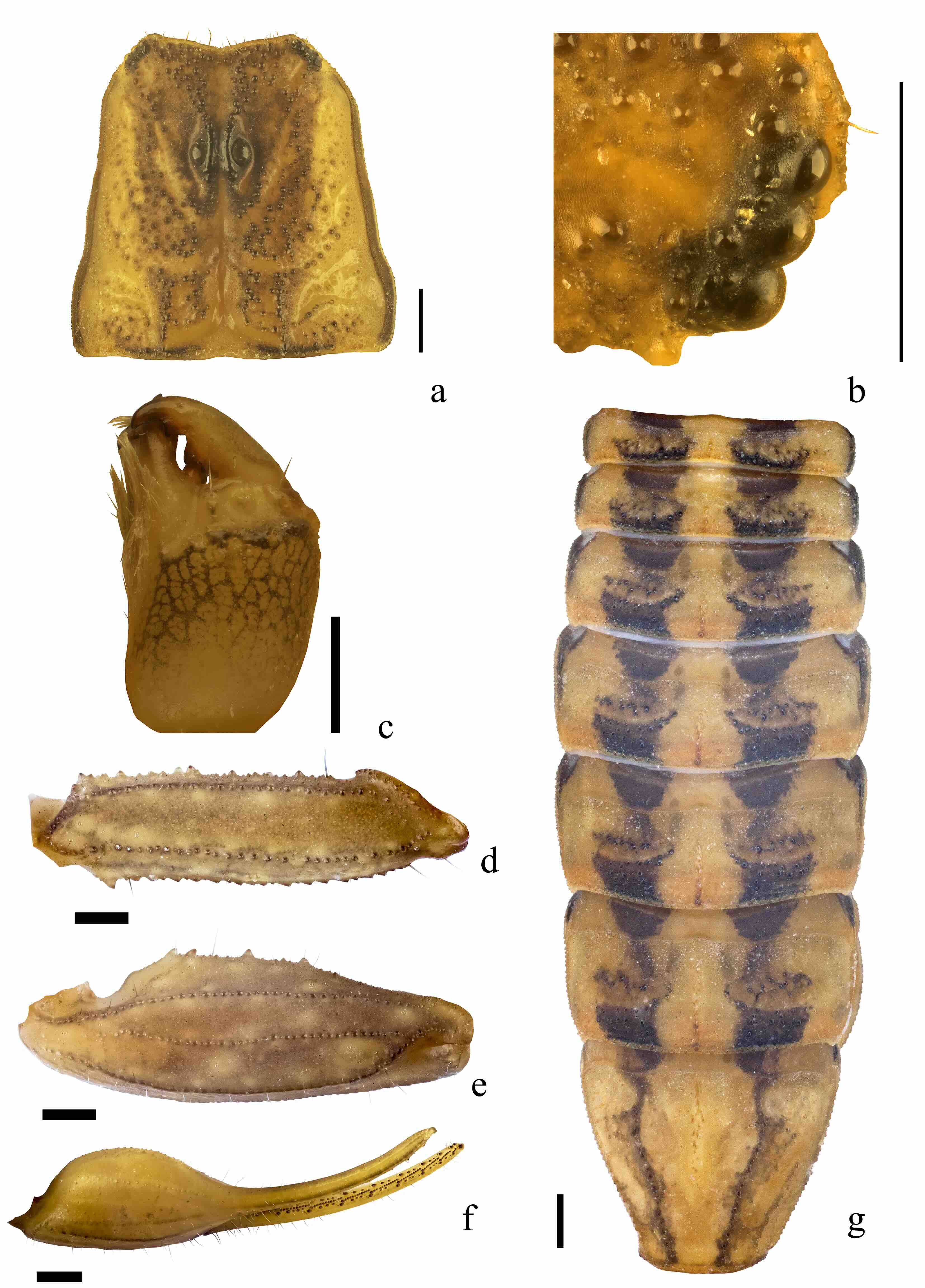 Características diagnósticas de Centruroides rommeli
