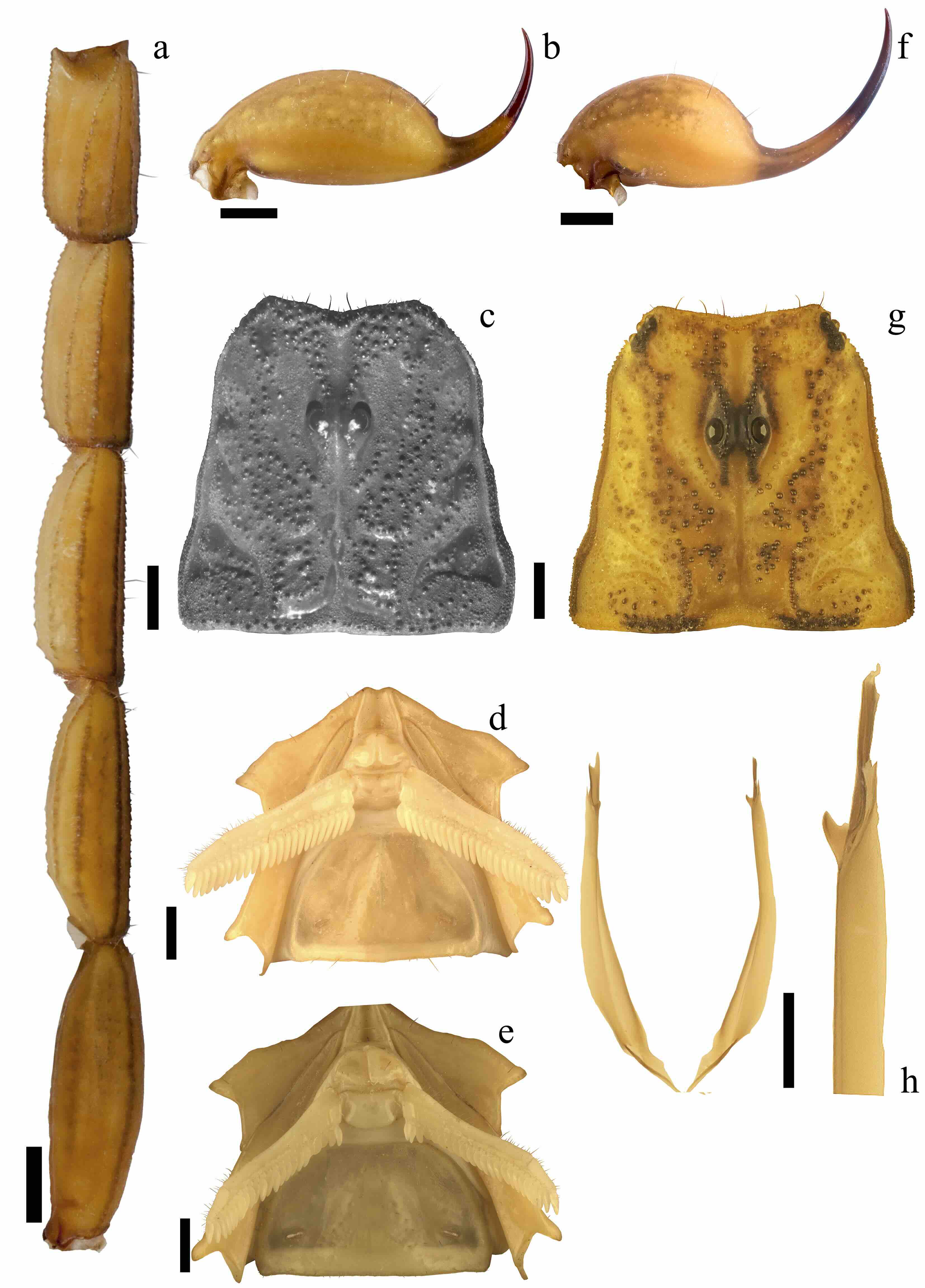 Características diagnósticas de Centruroides rommeli
