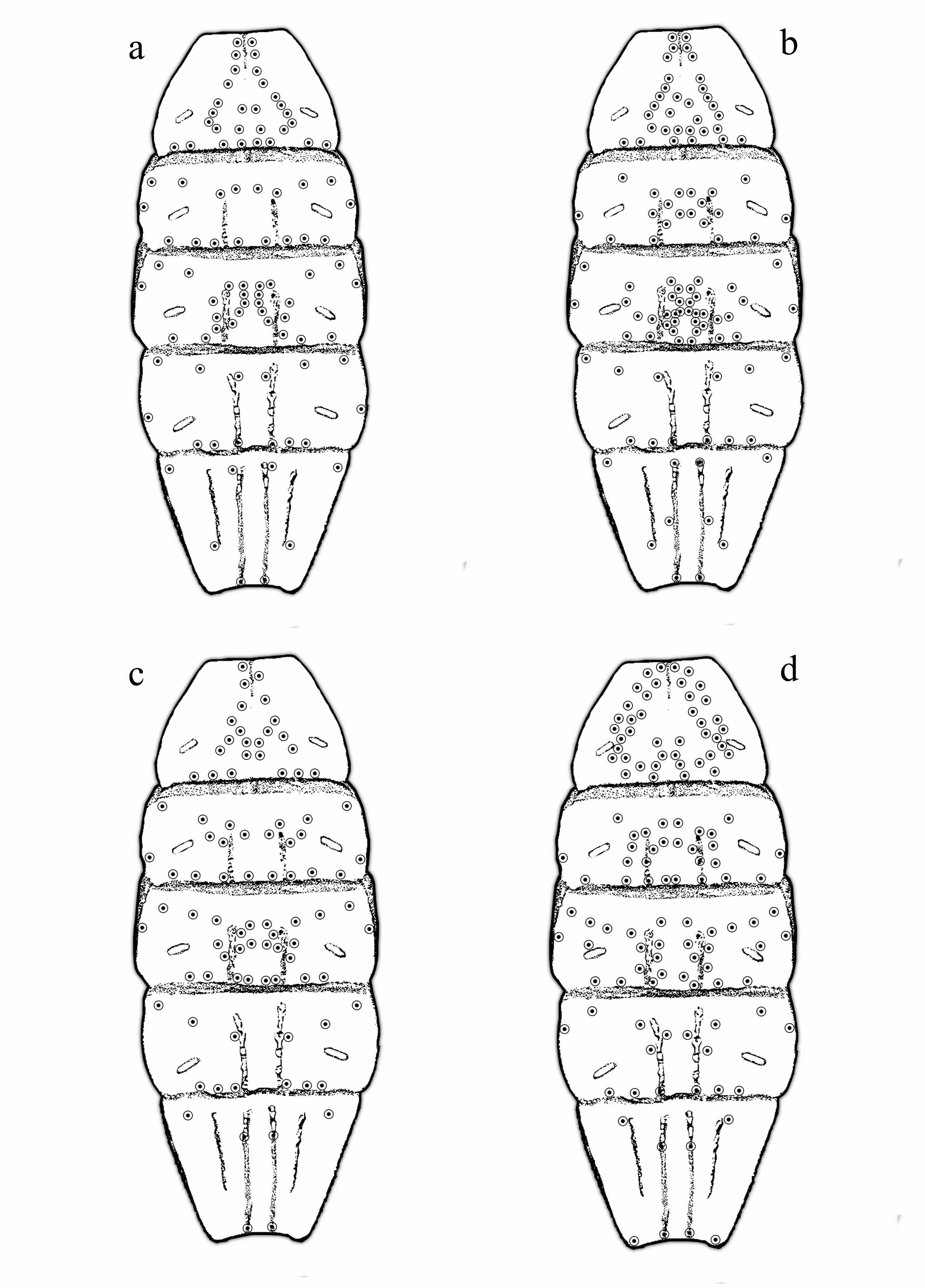 Patrón de setas en esternitos