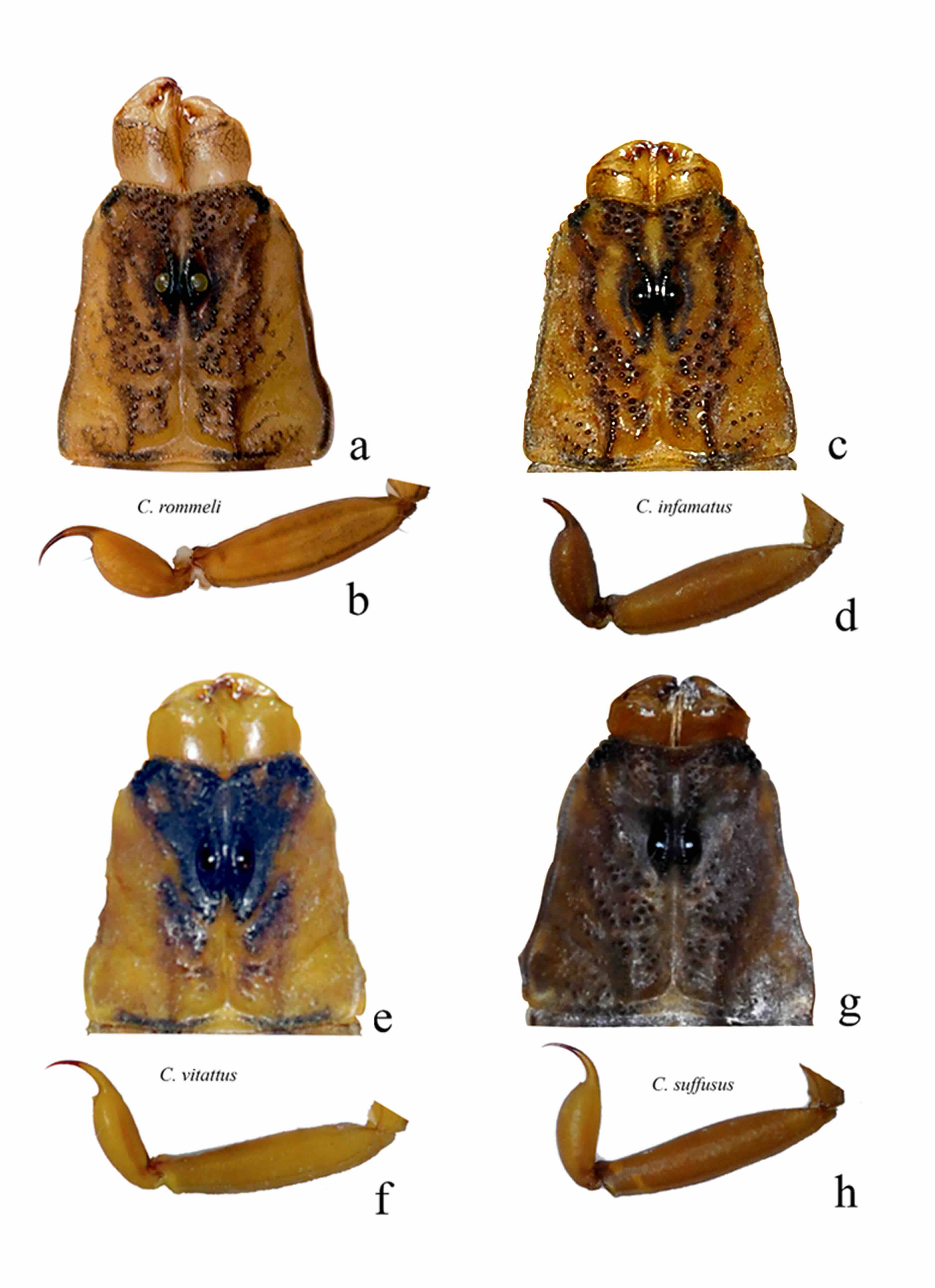 Algunas características comparativas de Centruroides rommeli con tres especies del subgrupo “infamatus”, dos que habitan en el norte de México