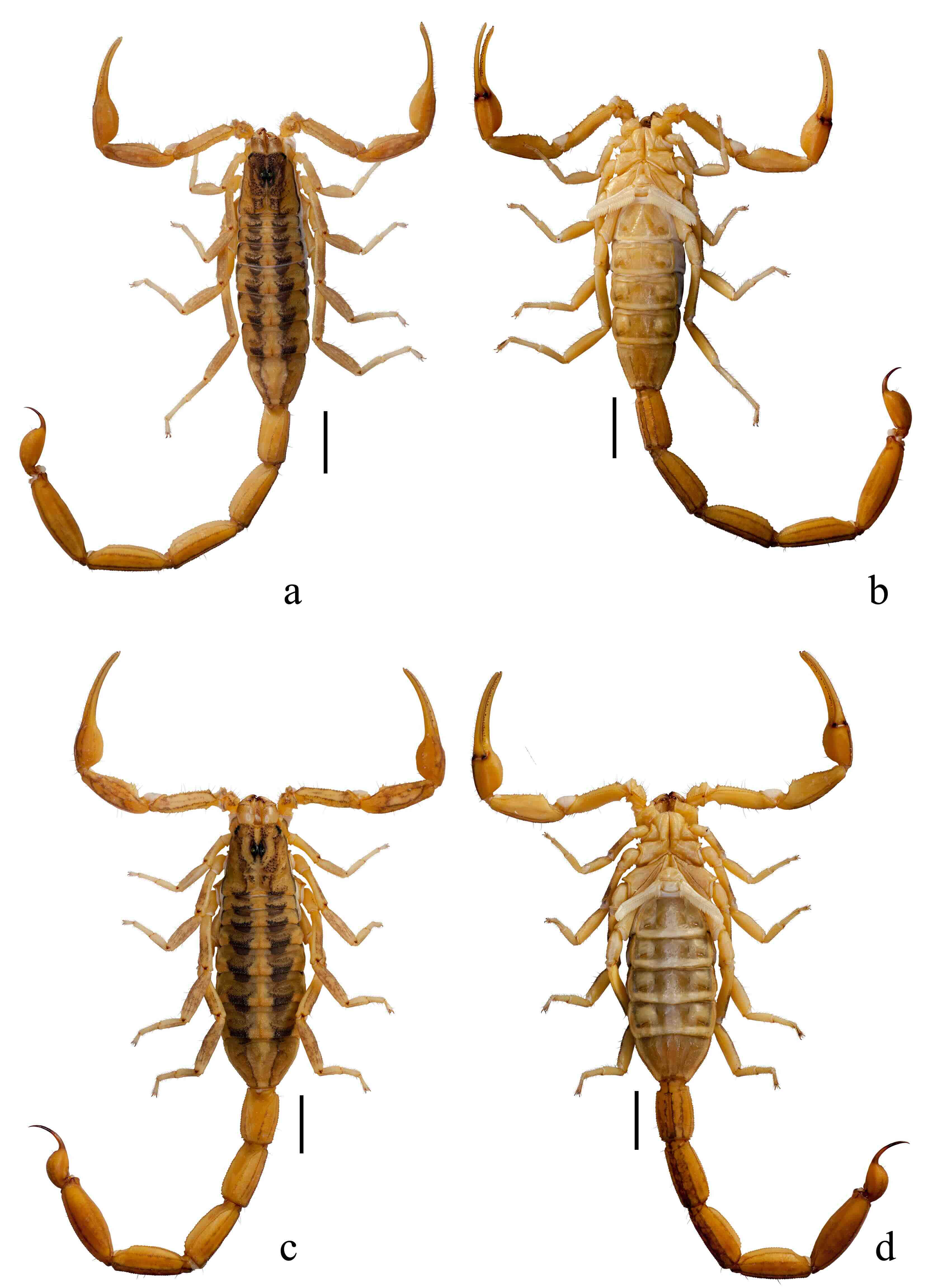 Habitus de Centruroides rommelisp. nov
