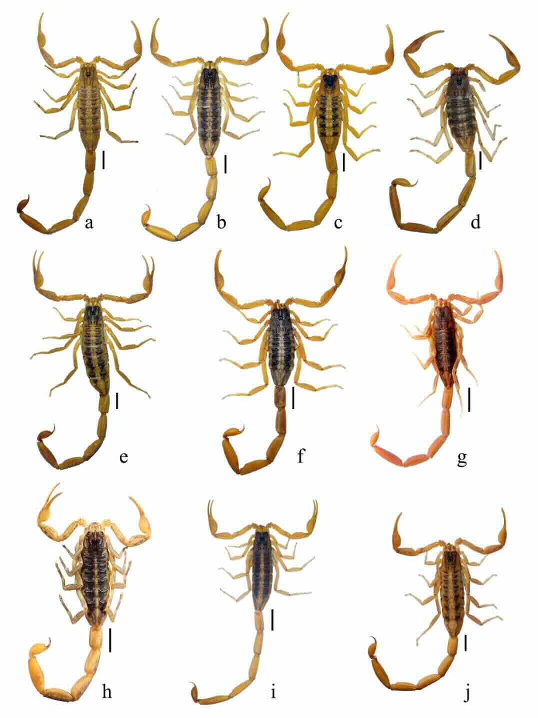 Habitus de las especies que conforman el subgrupo infamatus