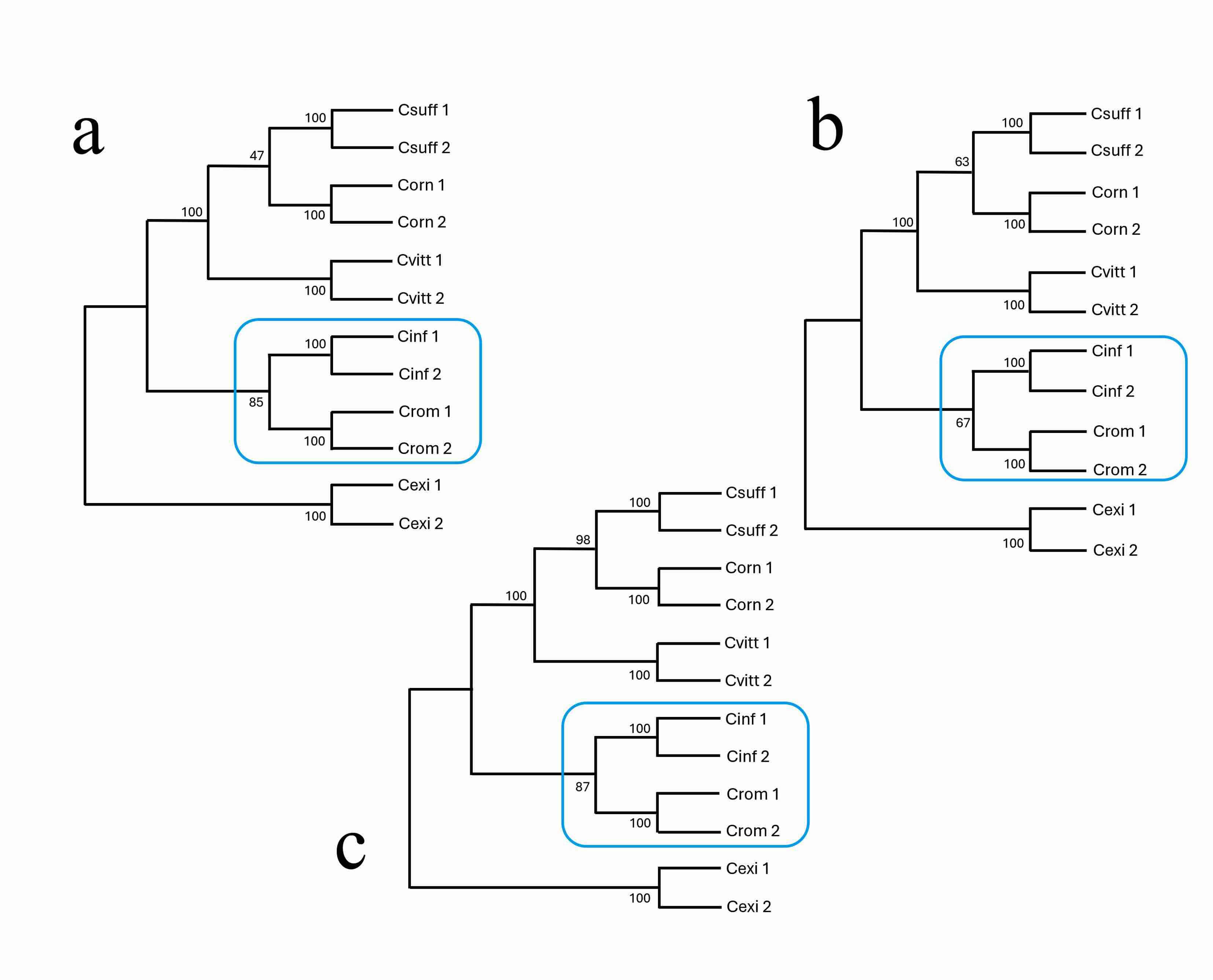 Cladogramas obtenidos con diferentes métodos de reconstrucción filogenética como evidencia para delimitar Centruroides rommeli sp. nov. de Zacatecas, México. Métodos utilizados
