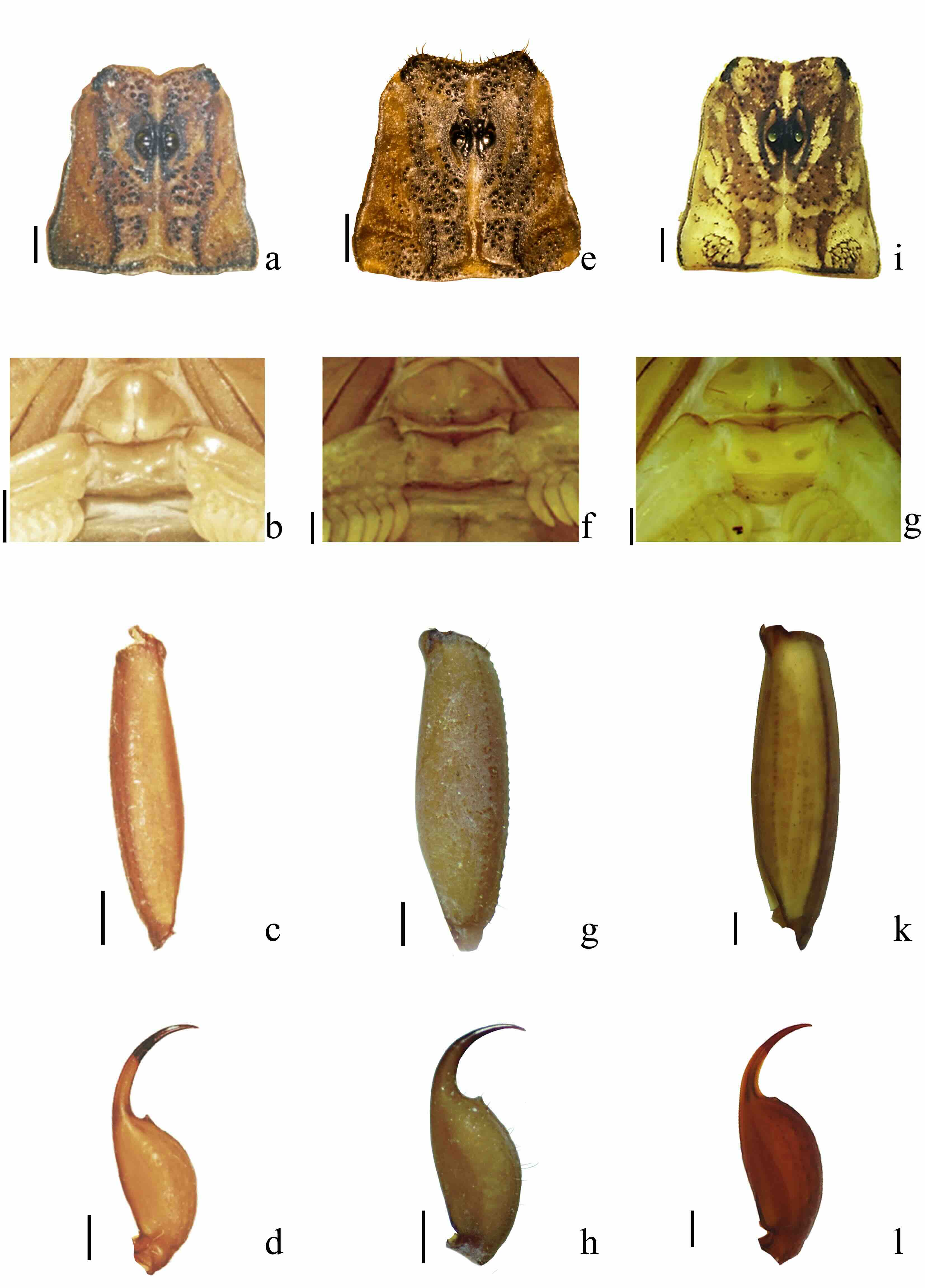 Algunas características de tres especies del subgrupo “infamatus”