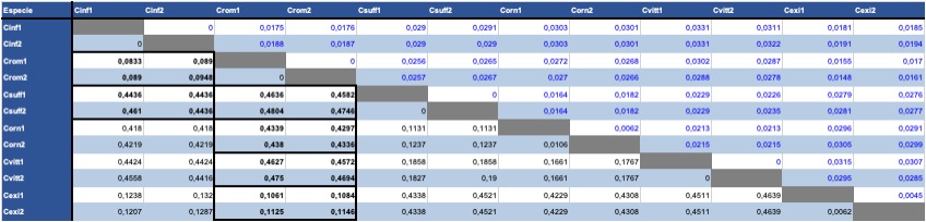 Matriz de divergencia genética (p-distance) que evidencia la existencia de Centruroides rommeli sp. nov. como especie distinta a sus vecinas en el centro-norte de México.