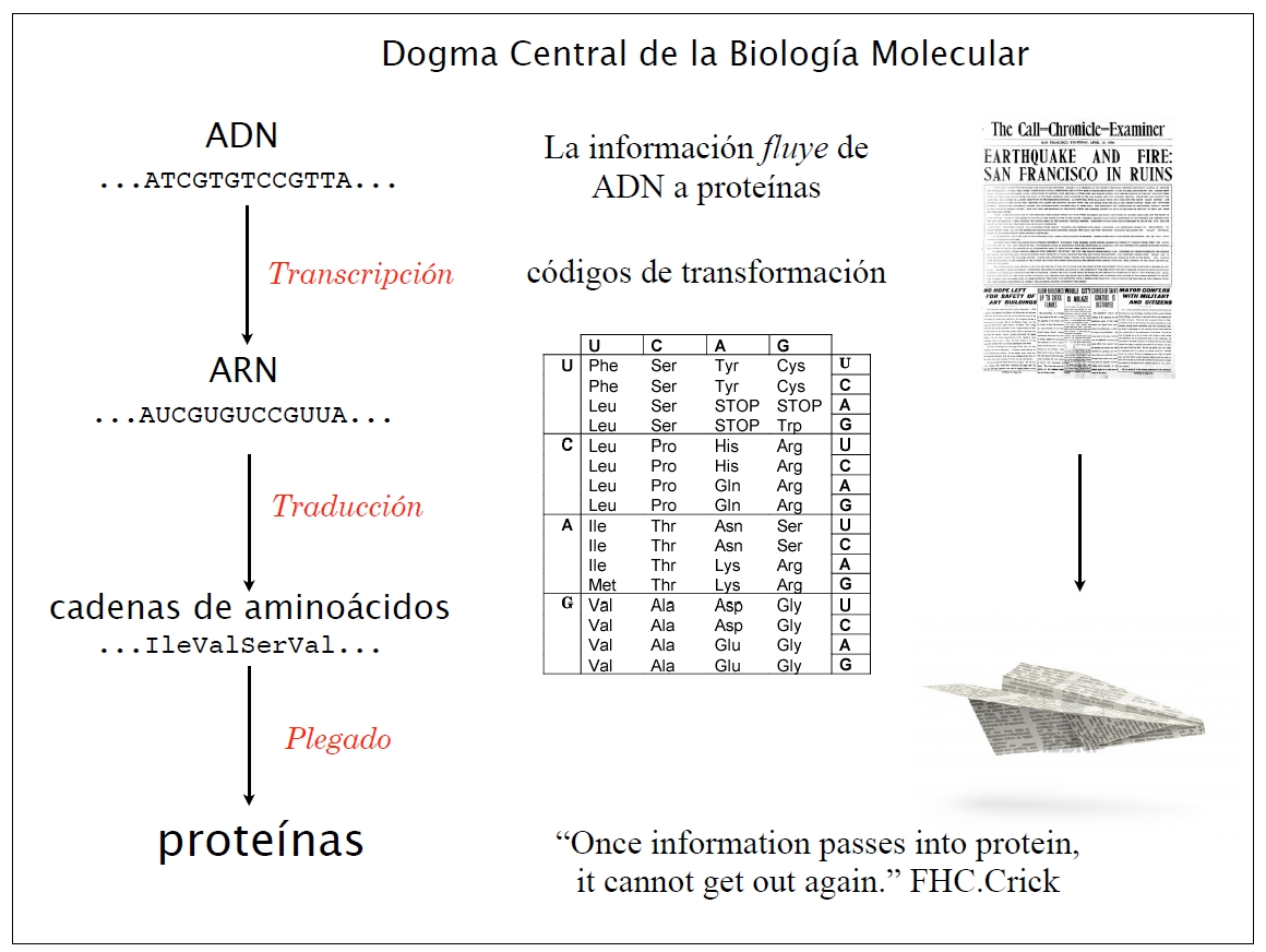Dogma Central de la biolog&iacute;a molecular