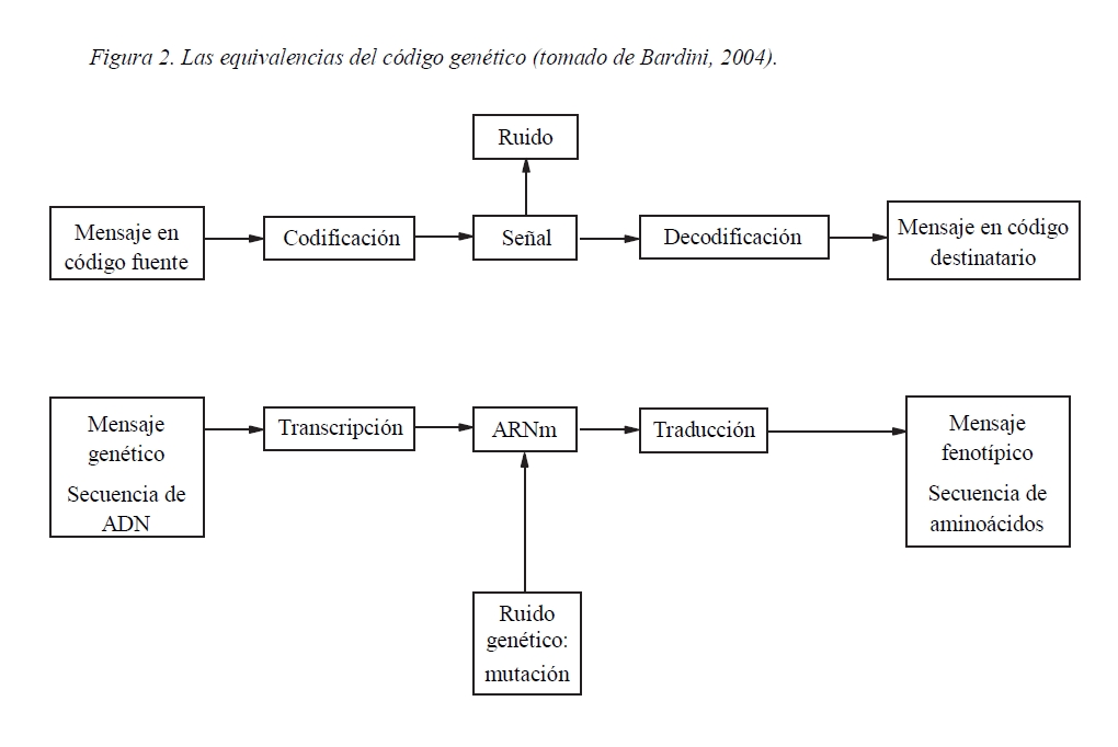 Las equivalencias del c&oacute;digo gen&eacute;tico (tomado de Bardini, 2004)