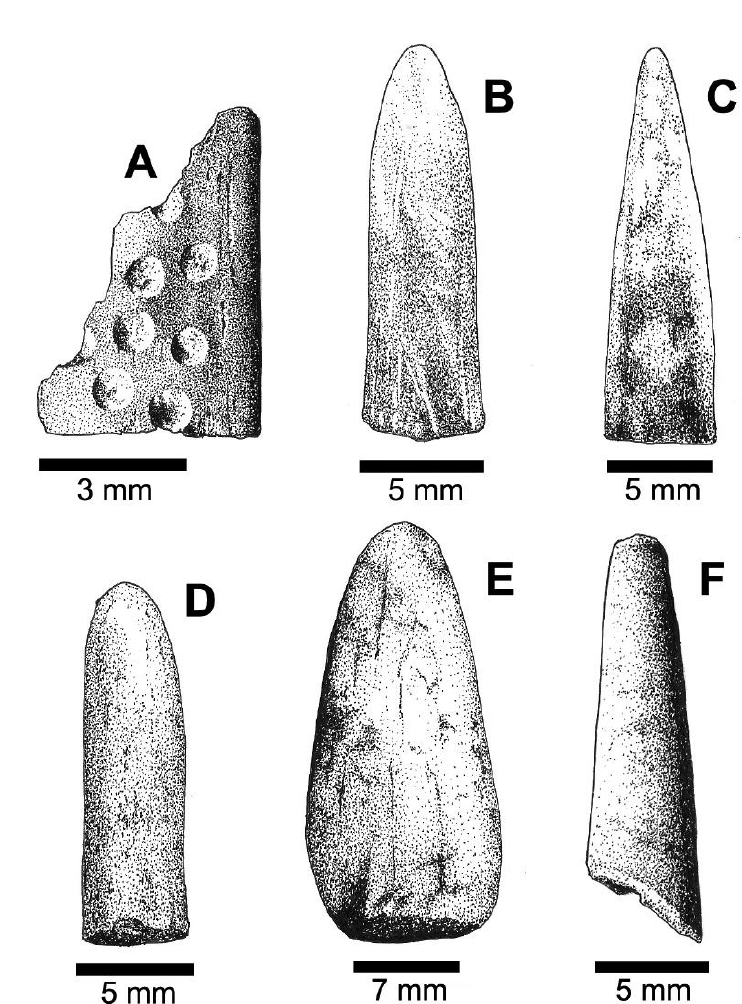 Instrumentos manufacturados sobre piezas &oacute;seas de
animales, Arcaico Tard&iacute;o: (a) Fragmento de hueso plano con punteados
circulares, (b) Extremo distal de artefacto de extremo activo aguzado y secci&oacute;n
transversal, (c) Extremo distal de artefacto de extremo aguzado y secci&oacute;n
transversal oval-achatada, (d) Fragmento distal de artefacto de extremo aguzado
y secci&oacute;n transversal circular (a-d: sitio Alero Roca F&eacute;rtil), (e) Artefacto de
extremo distal aguzado romo y secci&oacute;n transversal ovalada, (f) Extremo distal
de posible punz&oacute;n aguzado y secci&oacute;n circular (e-f: sitio Valle El Encanto)
(Dibujos realizados por Elvira Latorre).  Late Archaic bone artifacts: (a) Flat bone fragment with
circular dots, (b) distal extreme of an artifact with
transversal section and sharpened
active extreme, (c) distal extreme of an artifact with transversal oval-flattened section and sharpened extreme , (d  distal fragment
of an artifact with transversal circular section
and sharpened extreme , ( a-d : site
Alero Roca F&eacute;rtil), ( e )  artifact with
oval transversal section and sharpened blunt distal extreme , ( f )  distal extreme of a
probable sharpened awl with circular section  ( e-f : Valle
El Encanto) ( Drawings by
 Elvira Latorre).