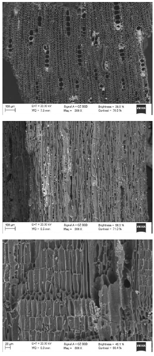 Mangle pi&ntilde;uelo,  Pelliciera
rhizophorae , Pellicieraceae. Mangle pi&ntilde;uelo, Pelliciera rhizophorae,
 Pellicieraceae .