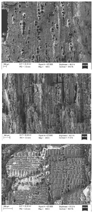 N&iacute;spero, cf.  Manilkara  sp., Sapotaceae.  Noseberry , cf. Manilkara  sp .,
 Sapotaceae 