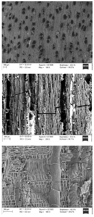 Tax&oacute;n indeterminado F.  
 Non-identified taxon F .