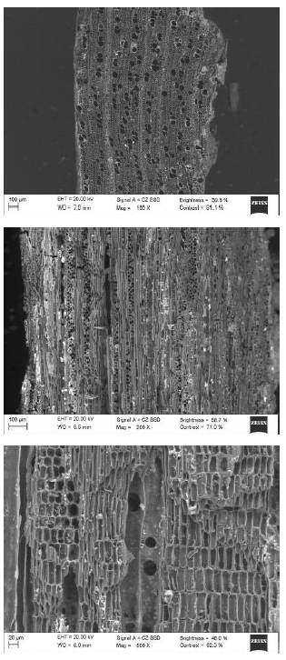 Tax&oacute;n indeterminado H.
 Non-identified taxon H .