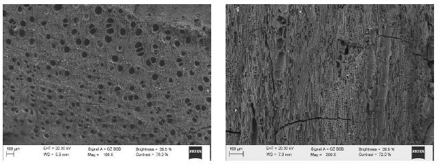 Tax&oacute;n indeterminado E.  Non-identified taxon E .