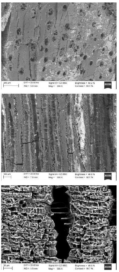 Mangle,  Rhizophora  sp.,
Rhizophorae.  Mangrove , Rhizophora  sp .,  Rhizophorae .