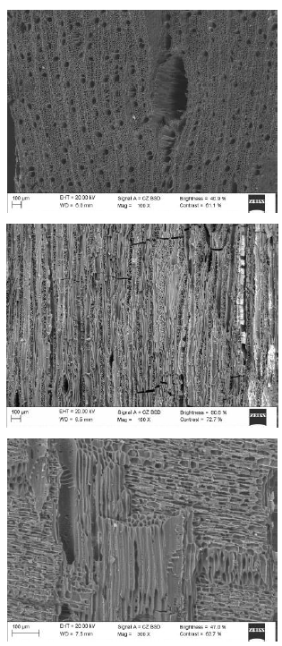 Mangav&eacute;, cf.  Schefflera  tp. D1, Arialaceae. Mangav&eacute;,  cf .
Schefflera  tp . D1,  Arialaceae .