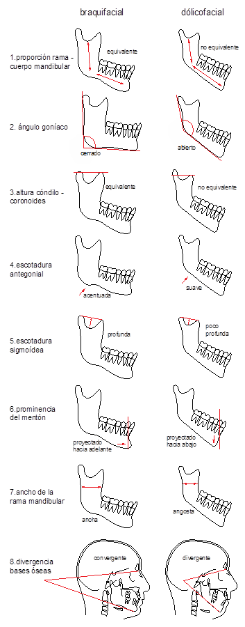 Caracter&iacute;sticas esqueletales de los diferentes biotipos
