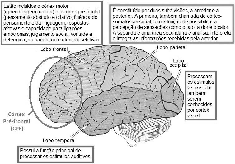 Representa&ccedil;&atilde;o dos lobos
cerebrais