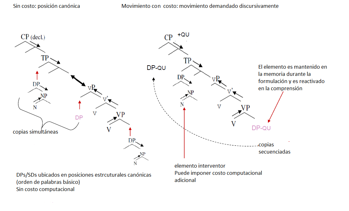 Estructura SVO e interrogativa-qu de objeto (MINC).