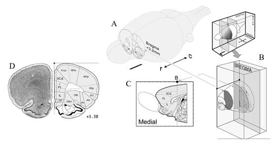 Localizaci&oacute;n del mPFC y sus subdivisiones anat&oacute;micas (Adaptado de Gabbott et al., 2005).