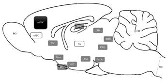 Localizaci&oacute;n de los centros subcorticales que interact&uacute;an con el mPFC.