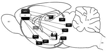 Direccionalidad de las conexiones neuronales del mPFC (PL) con centros subcorticales.